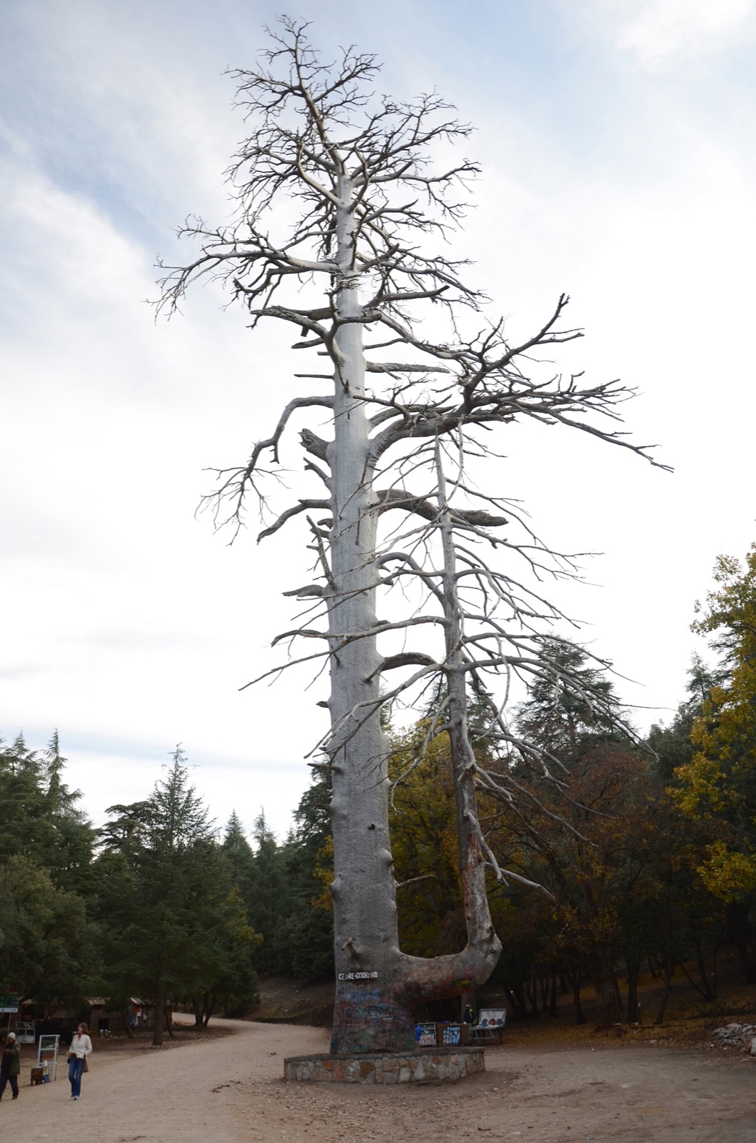 Cedre Gouraud Forest